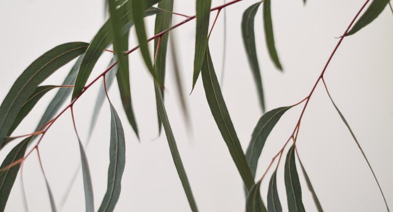 Eucalyptus branch with green leaves