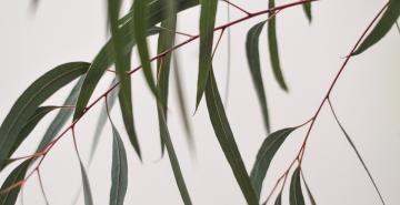 Eucalyptus branch with green leaves